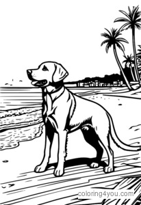 Labrador retriever brincando de buscar na praia