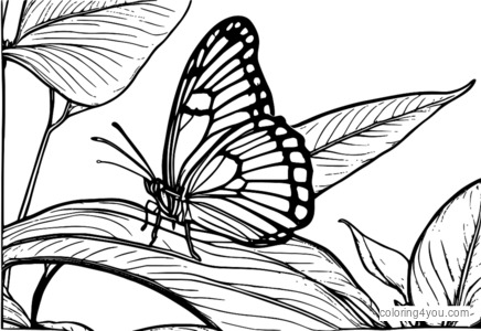 Blue morpho butterfly coloring pages with caterpillar