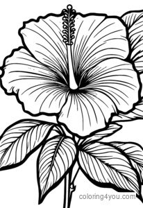 Desenhos de flores de hibisco para colorir para crianças