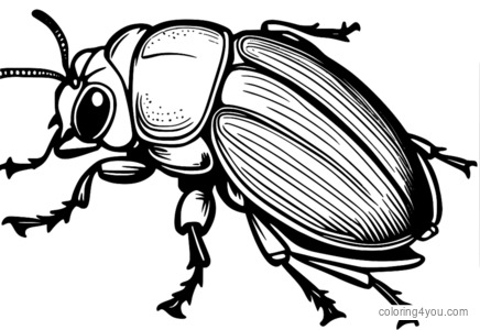 Páginas para colorir de anatomia de besouro para crianças e adultos