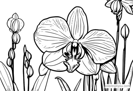 Delicate orchid coloring pages