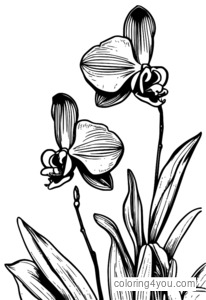 Delicate orchid coloring pages