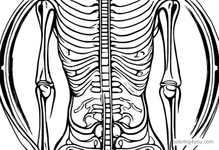 Imagen de rayos X de un disco vertebral humano con discos intervertebrales visibles.