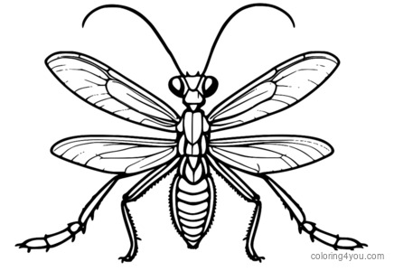 解剖学に焦点を当てたカマキリの詳細な図