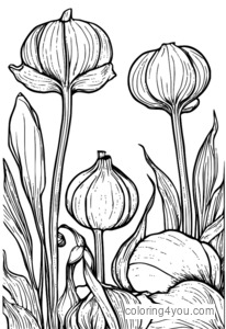 garlic flower coloring sheet