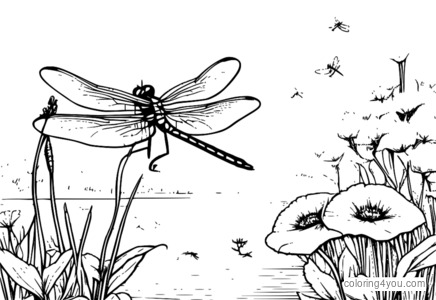 desenho de Libélula pegando um mosquito para colorir