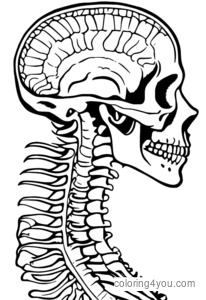 Imagen de rayos X de una columna cervical humana con las vértebras C1 a C7 visibles