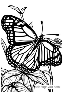 Coloriage de Papillon d'état pour Colorier