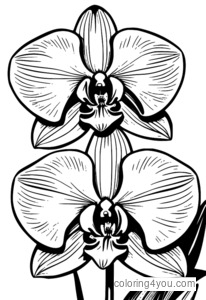 Orchid designs