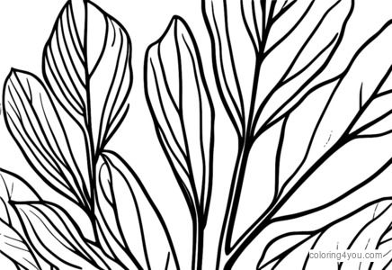 Close-up images of Eucalyptus leaves for coloring