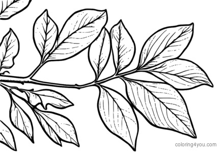 Colorful Hawthorn leaves illustration