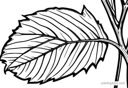 Detailed illustration of a hickory leaf, showing its veins and shape.