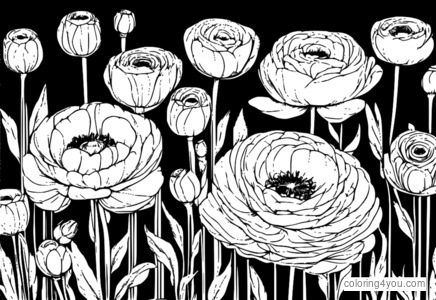 Watercolor Ranunculus coloring page for adults