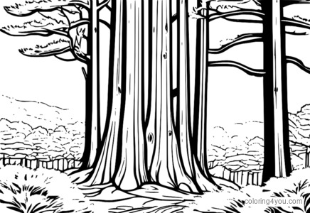 Cedar trees coloring pages for kids and adults