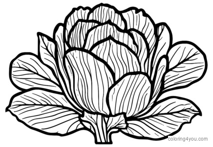 Radicchio coloring page for kids, leafy green vegetable