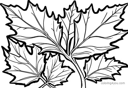 Coloriage d'arbre Sweetgum avec des feuilles d'automne vibrantes